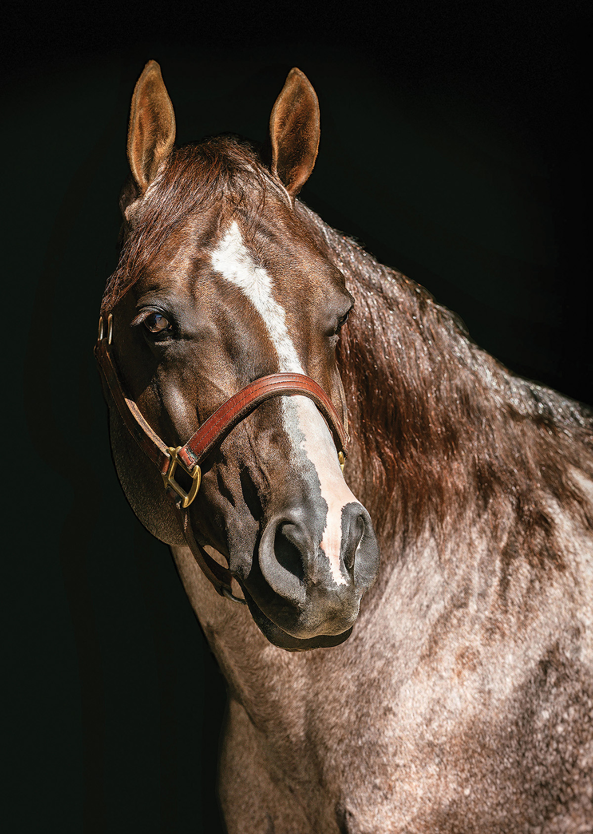 Red roan horse with a white blaze and leather halter posed against a black background