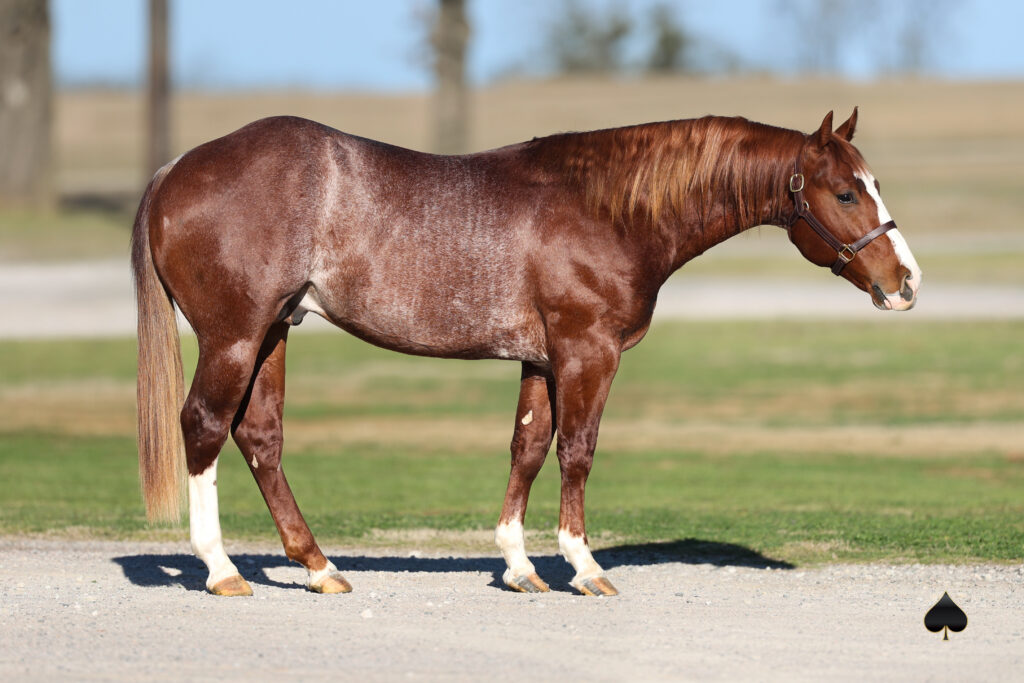 Red roan gelding with a blaze and white socks standing in a halter on a gravel drive for a sale conformation photo