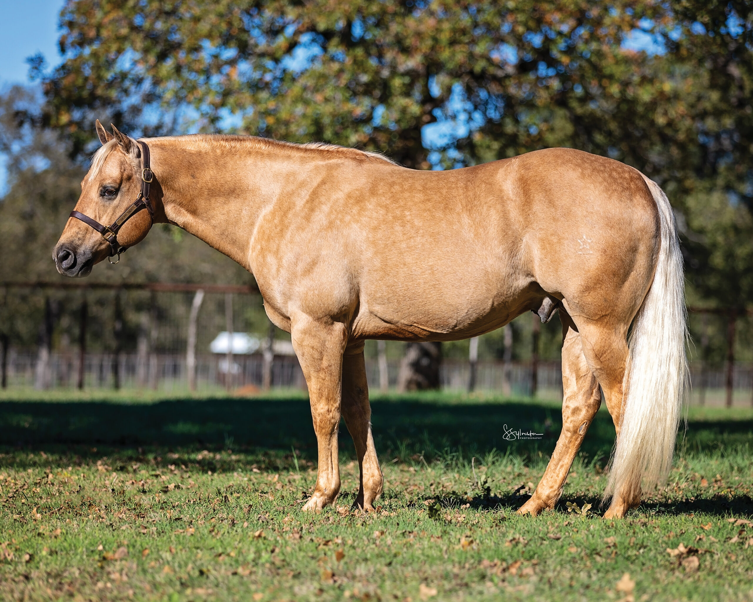 Palomino Quarter Horse with a flaxen mane and tail stands squared in a grassy pasture wearing a leather halter