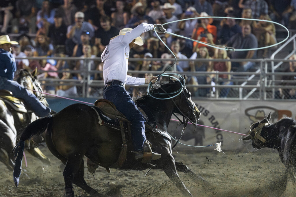Header roper in white shirt swings his loop from a dark horse as he chases a steer across the arena under the lights