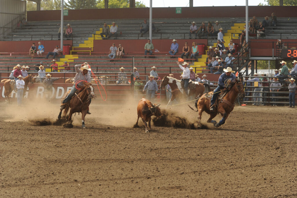 Two team ropers on horseback chase a steer across a dusty arena as spectators watch from the grandstand