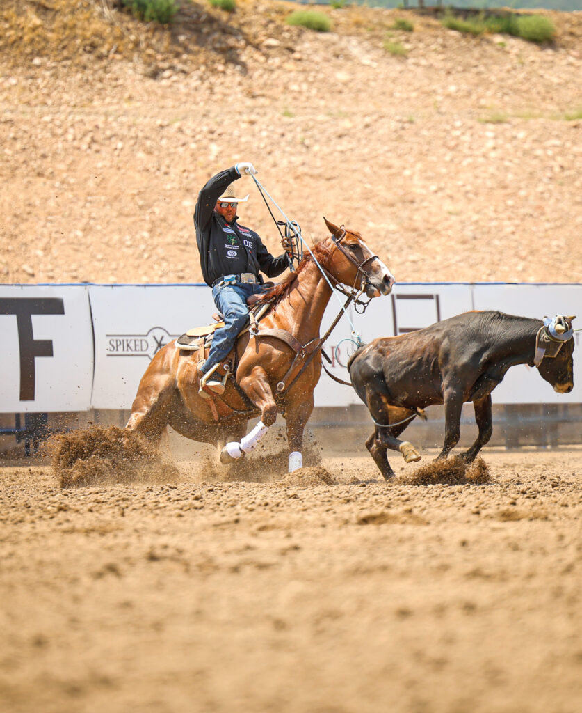Team roping header in a white cowboy hat swings his rope aboard a sorrel horse as a steer runs ahead in the arena dirt