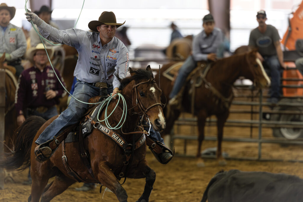 Header roper in a cowboy hat swings his loop overhead as his bay horse charges out of the box in an indoor arena