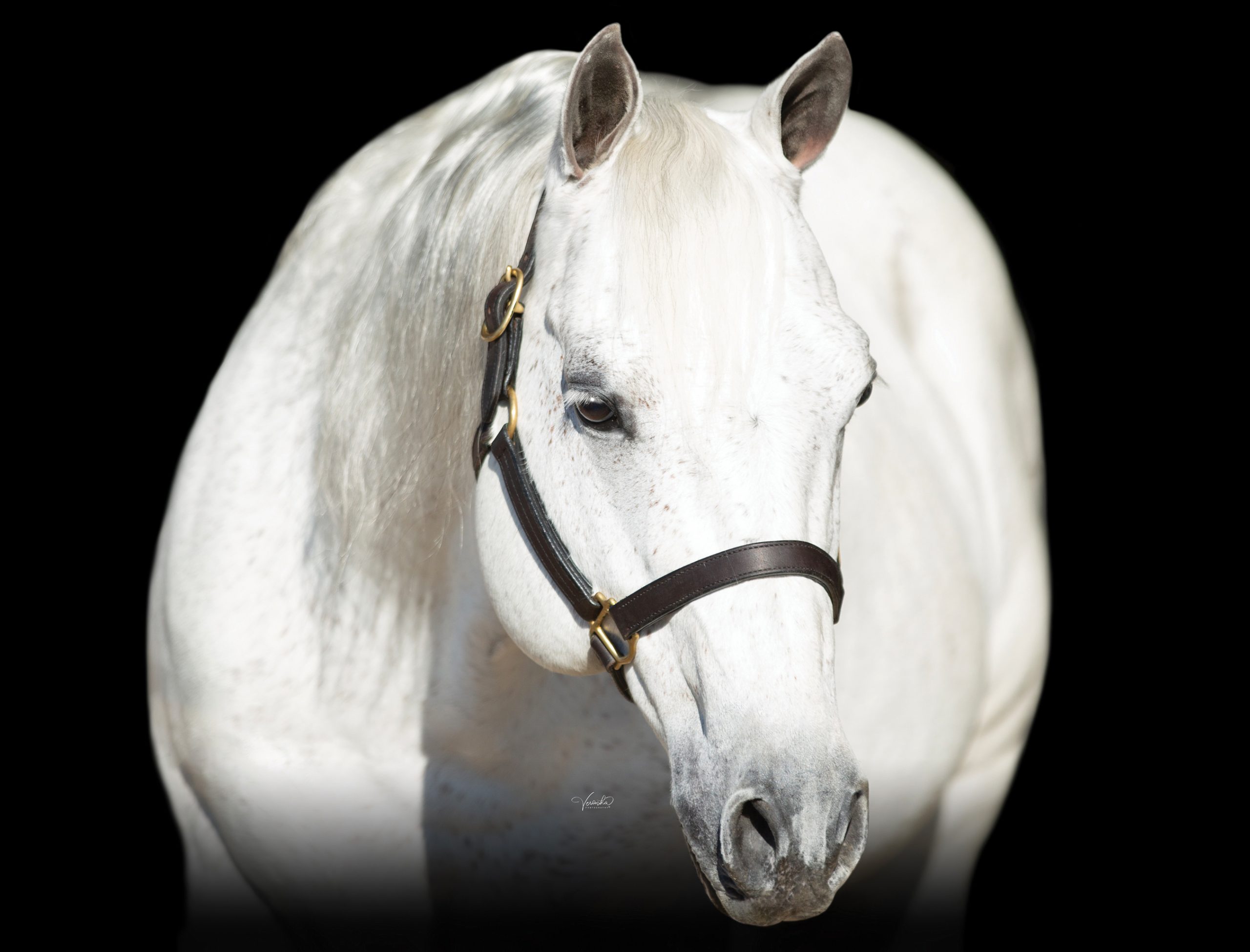 Gray horse in a leather halter posed head-turned against a black background in a studio portrait