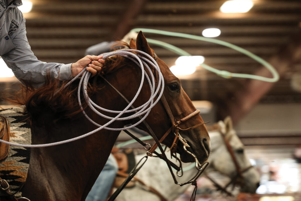 Roper rests a coiled rope on a chestnut horse's neck while a loop swings overhead in an indoor arena