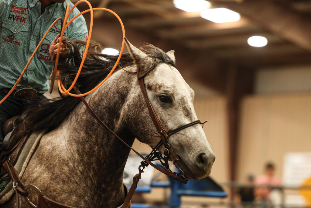 Dapple gray horse in a bridle waits in an indoor arena as its rider holds a coiled orange rope