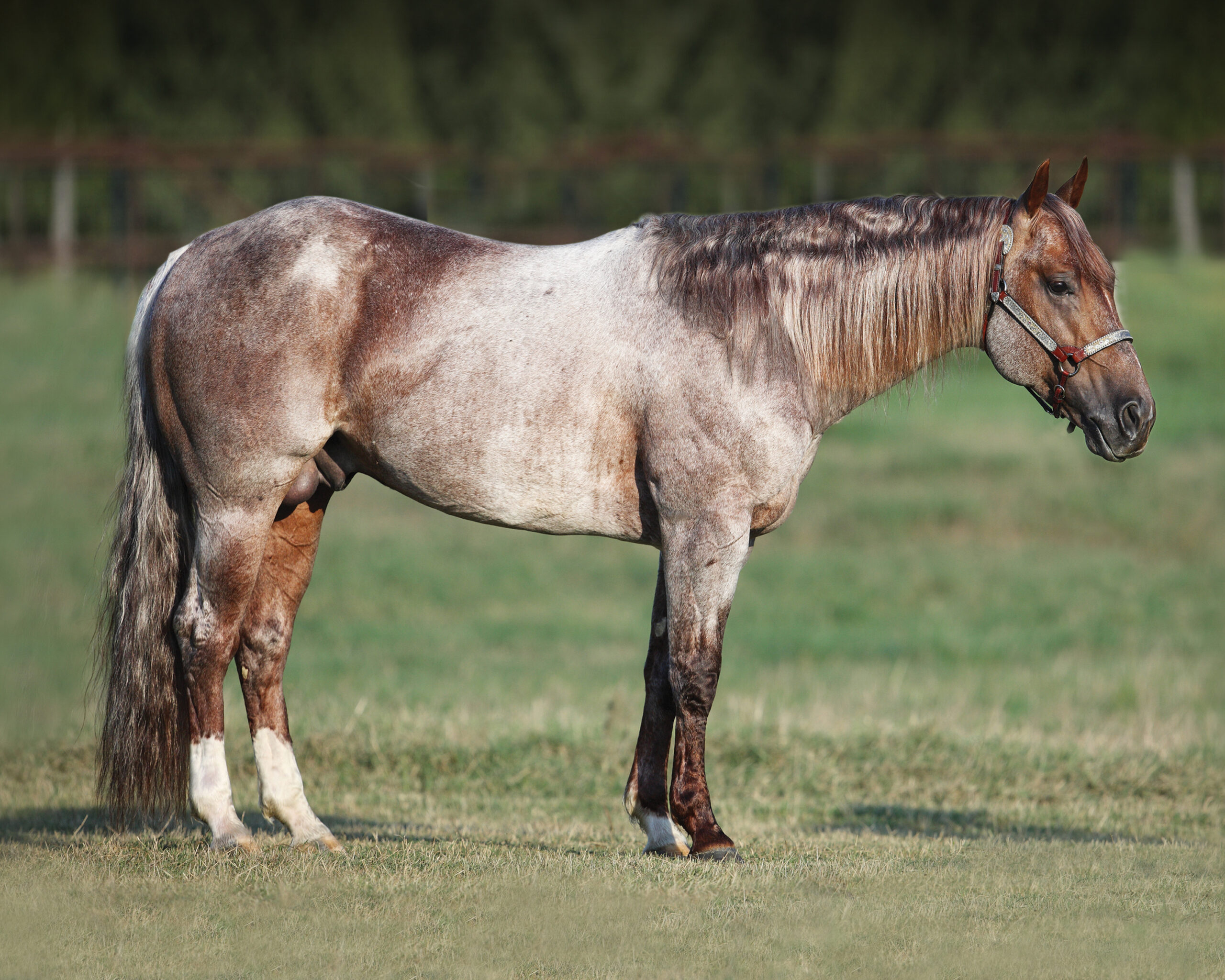 Red roan Quarter Horse gelding standing squared up in a grassy field wearing a silver show halter