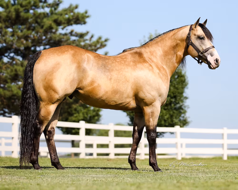 Lucky Wonder Horse poses for the camera