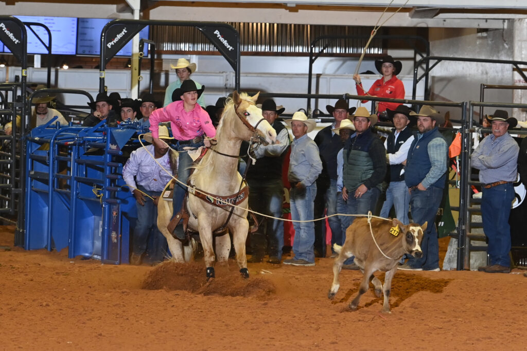 Breakaway roper in a pink shirt on a palomino horse chases a roped calf across the arena as spectators watch