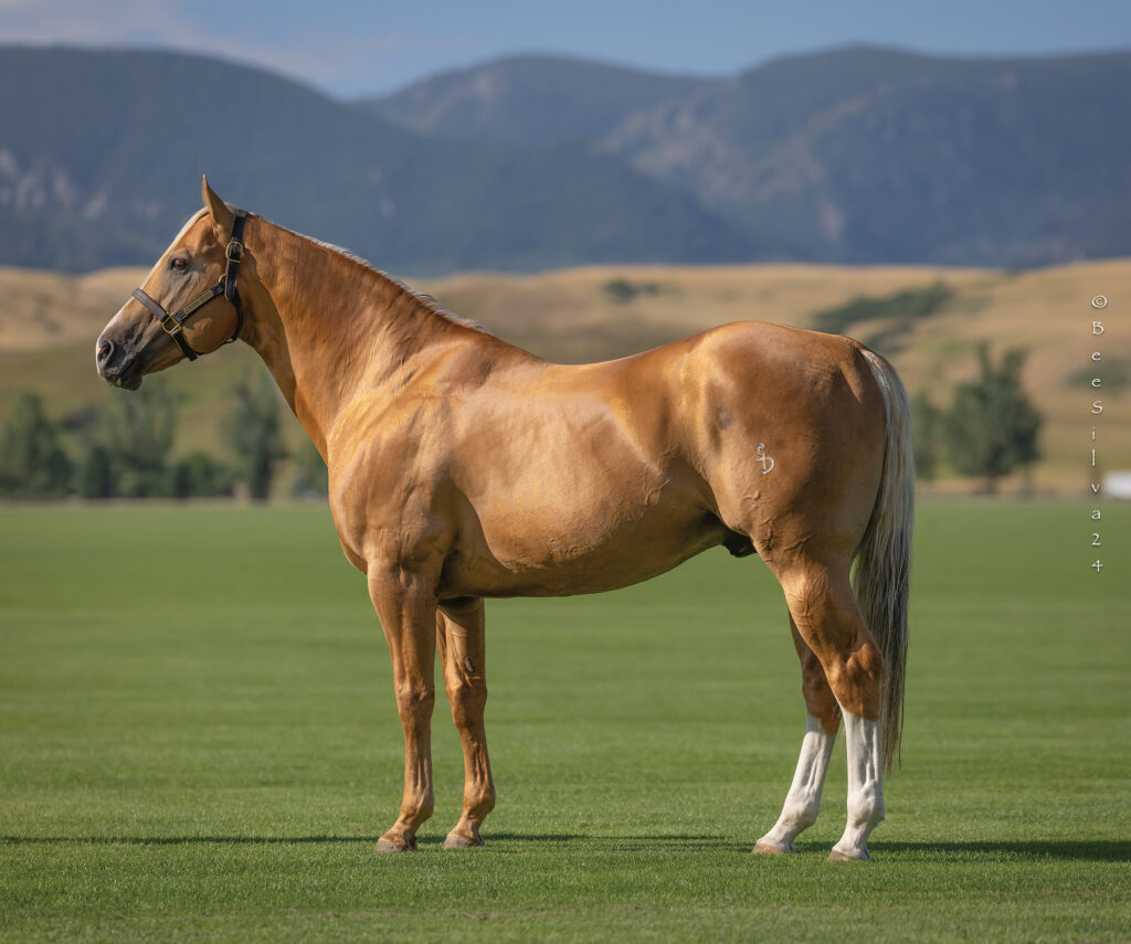 Chestnut horse with white markings standing in halter during conformation evaluation in mountain valley setting