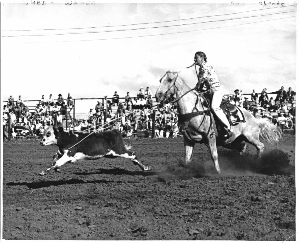 Vintage black-and-white rodeo photo of a roper holding the rope in her teeth as her horse stops hard on a roped calf before a packed grandstand