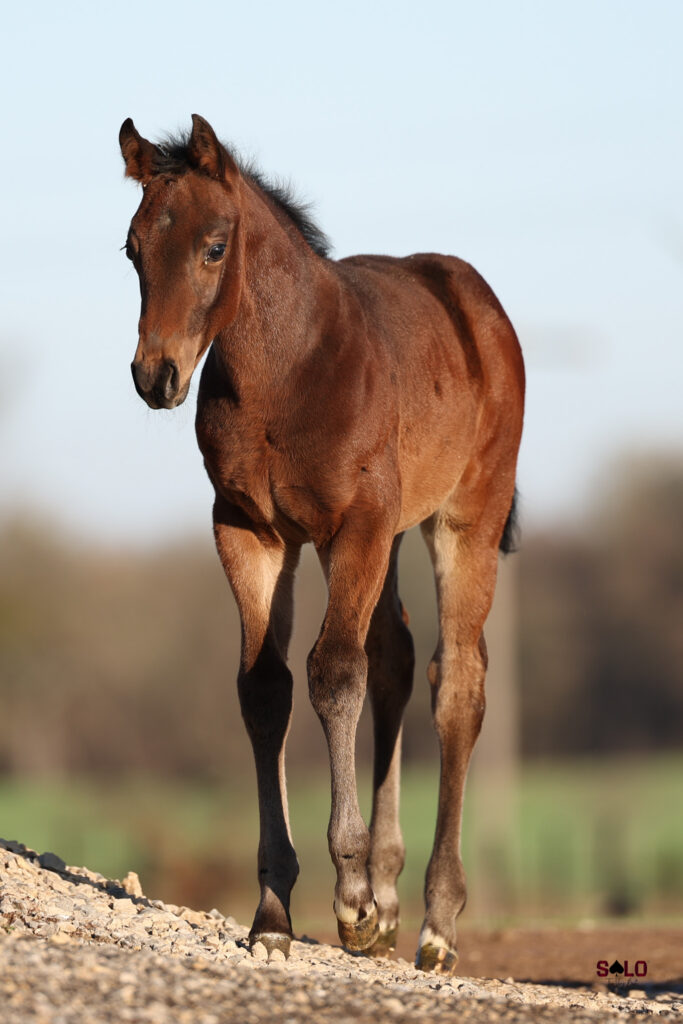 Young bay horse standing alert on sandy ground with blurred background