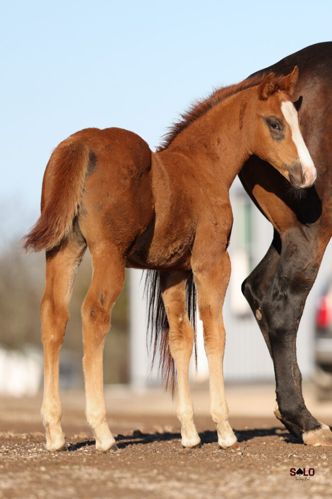 Young bay foal with white blaze stands beside dark horse dam in sandy arena