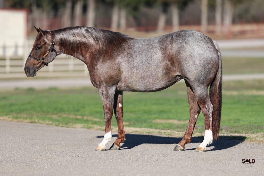 Gray horse standing in park-like setting with white fencing, wearing halter and leg wraps, positioned for conformation evaluation
