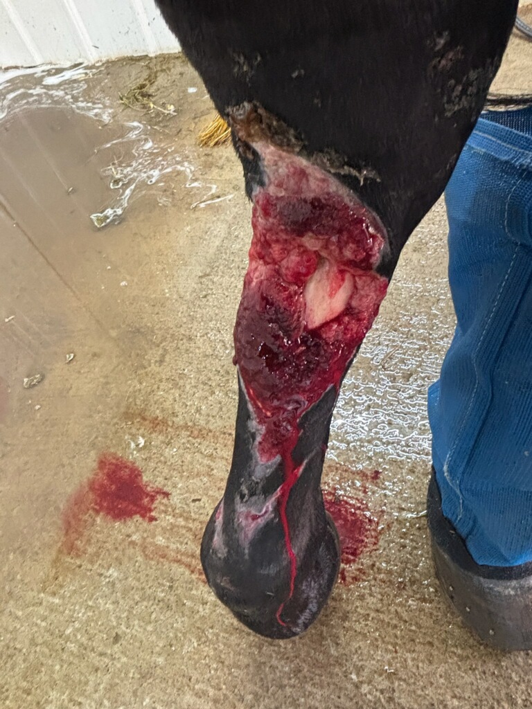 Severe degloving wound exposing tissue on a dark horse's lower hind leg as it stands on a wet barn floor beside a handler