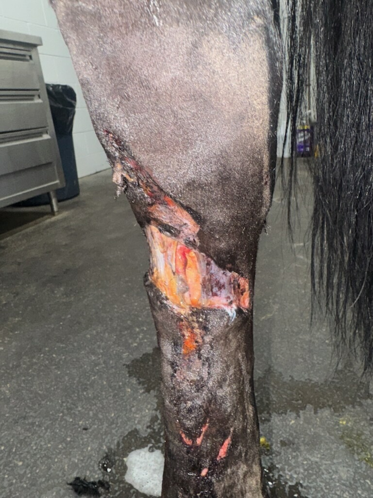 Close-up of a dark horse's hind leg with large open wounds and abrasions above and below the hock in a wash stall