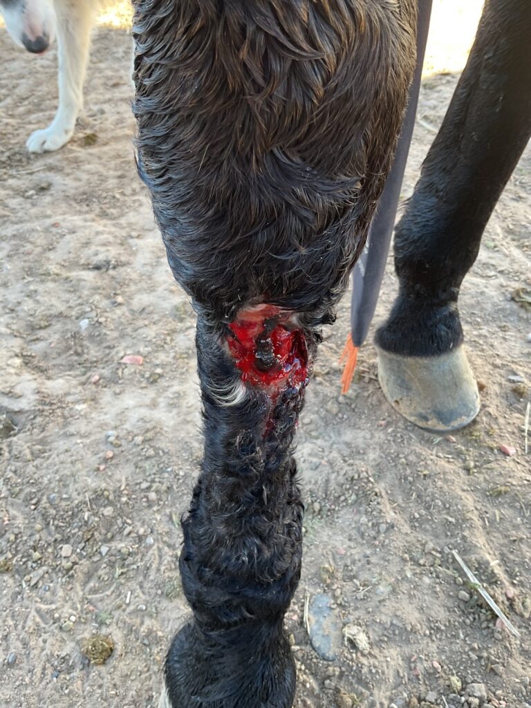 Close-up of a dark horse's lower front leg with a large open wound above the fetlock, another horse and dog standing behind