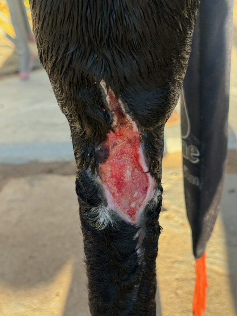 Close-up of a large open wound with pink granulation tissue on the front of a dark horse's hind leg