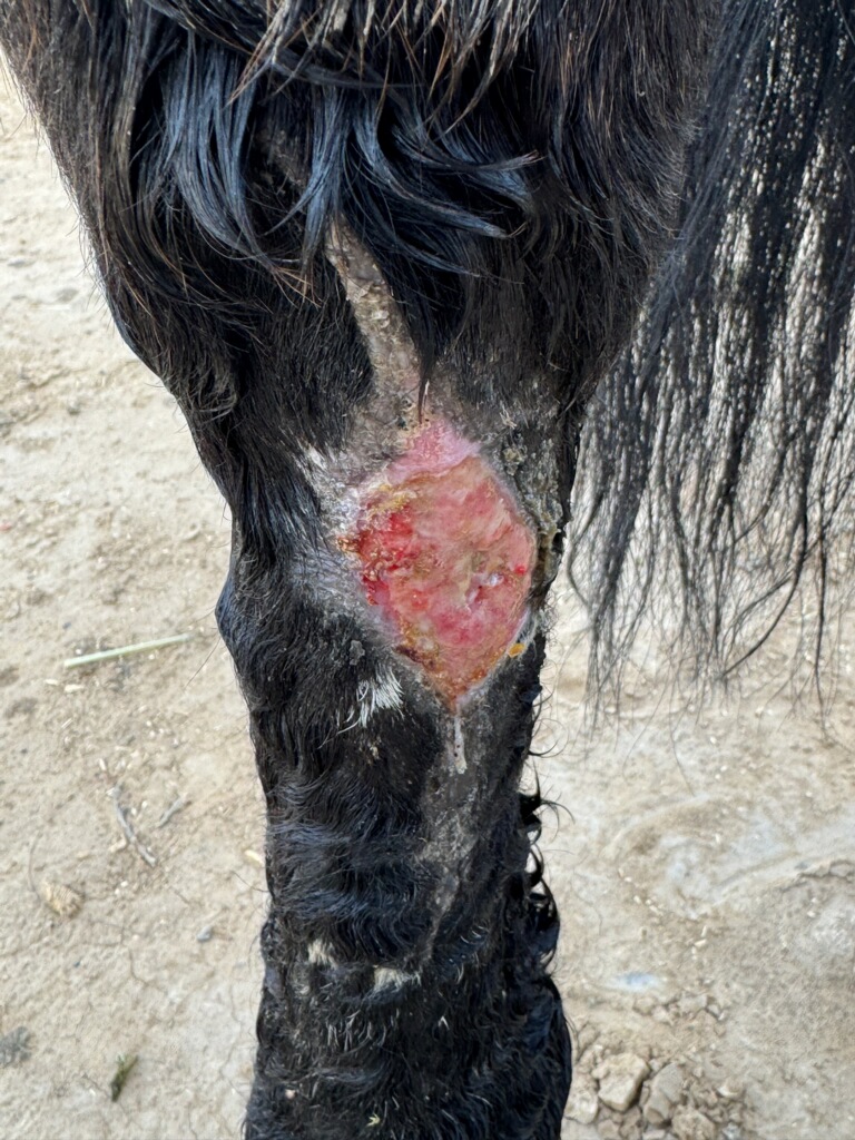 Close-up of an open granulating wound on the front of a dark horse's lower leg below the knee