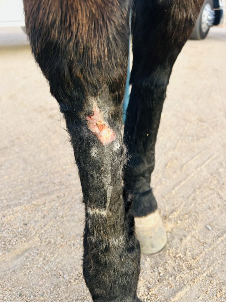 Close-up of a dark horse's hind legs showing a raw, healing wound with pink granulation tissue on the lower leg