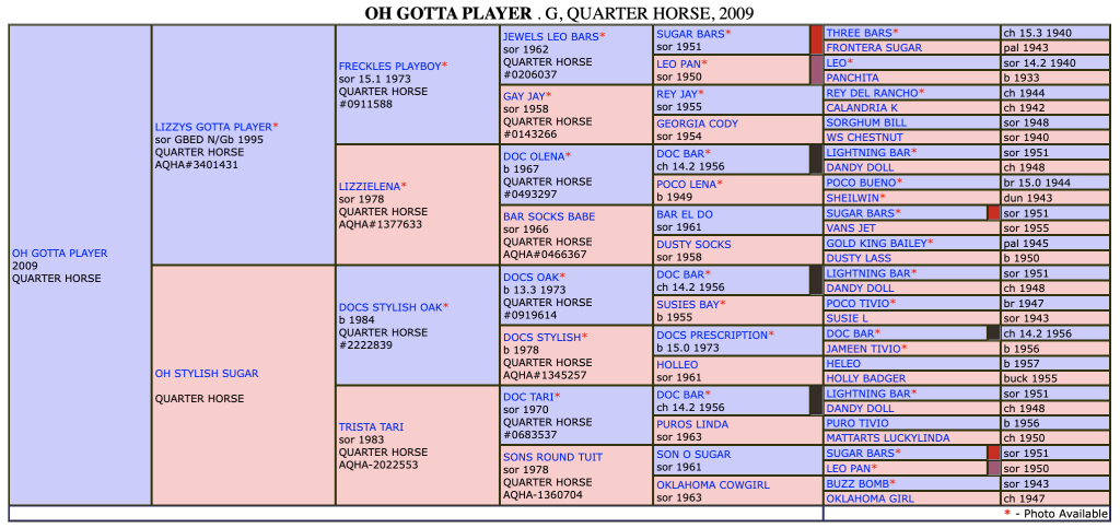 Five-generation pedigree chart for Oh Gotta Player, a 2009 sorrel Quarter Horse, listing ancestors in blue and pink boxes