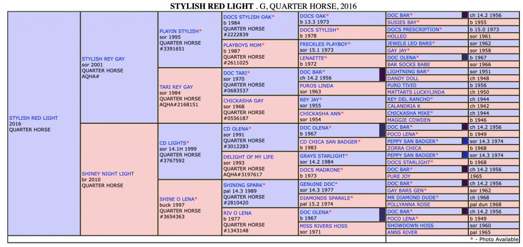 Five-generation pedigree chart for Stylish Red Light, a 2016 Quarter Horse gelding, listing sires and dams by color-coded rows