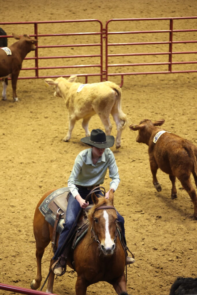 Rider in a black cowboy hat works a sorrel horse in a dirt arena as numbered cattle move past red panel gates