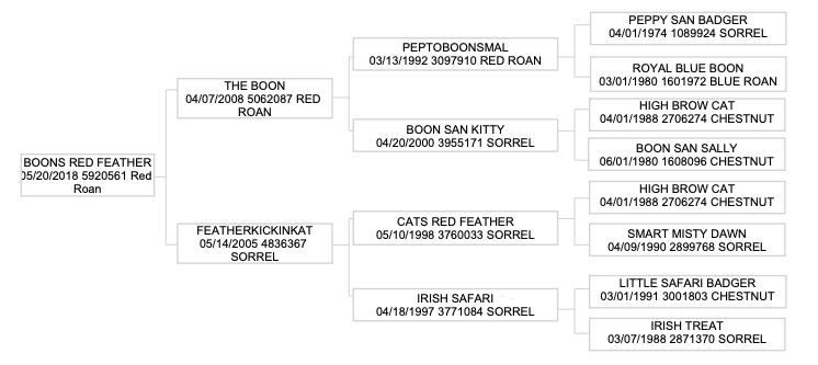 Four-generation pedigree chart for Boons Red Feather, a 2018 red roan, tracing The Boon and Featherkickinkat bloodlines