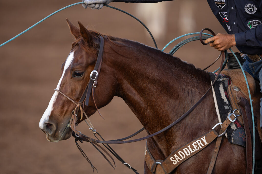 Saddled bay horse with white blaze held by a roper wearing a navy jacket embroidered with rodeo patches, coiled rope in hand