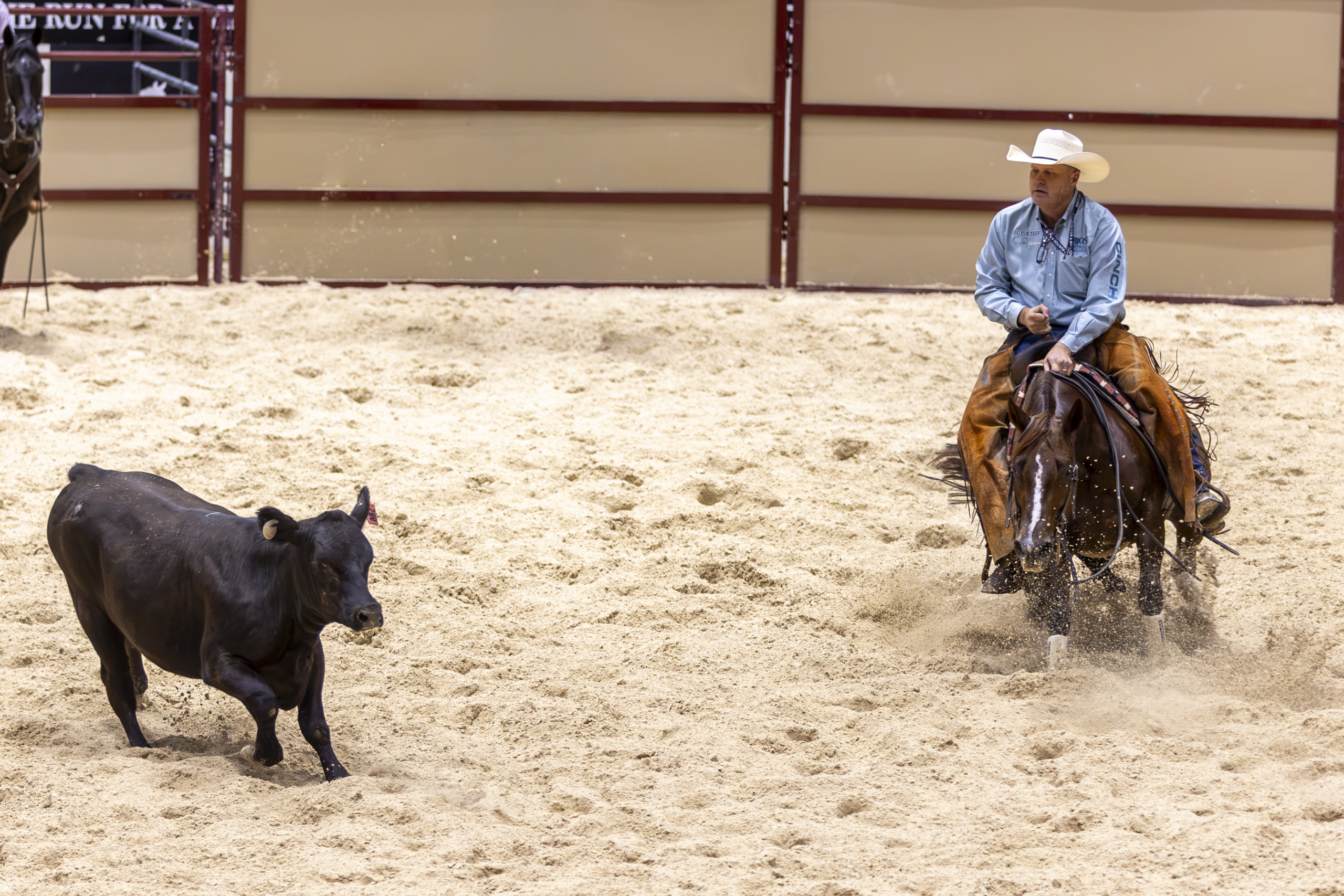 Cowboy on horseback chasing a black steer across a sandy arena during a rodeo event