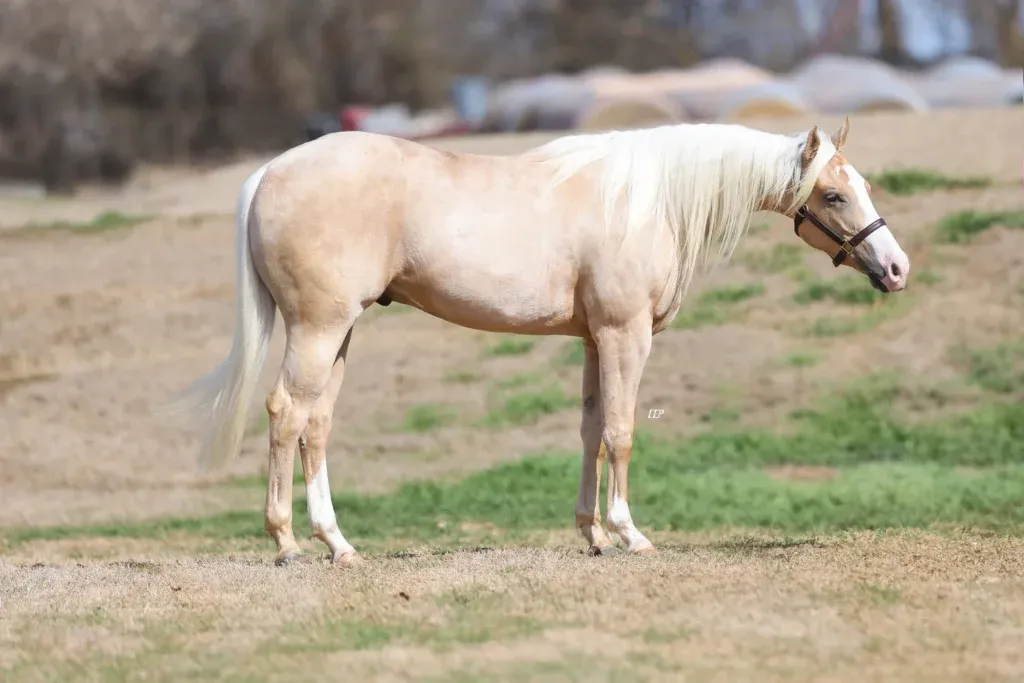 Palomino horse with flaxen mane and tail standing in square stance at what appears to be a ranch or rodeo facility