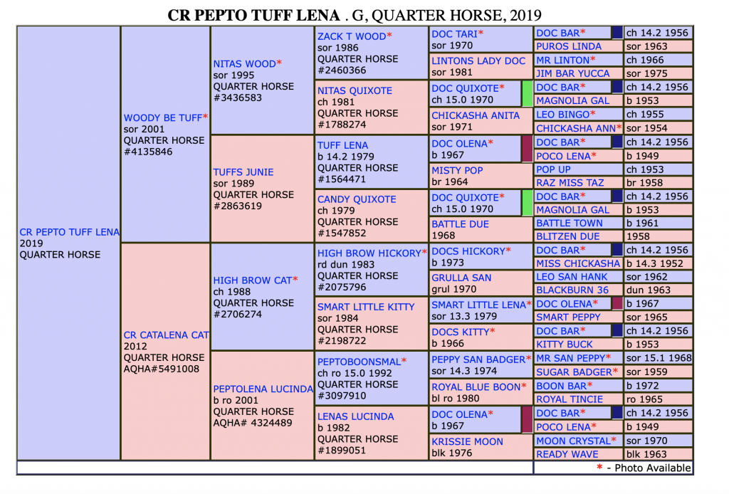Five-generation pedigree chart for CR Pepto Tuff Lena, a 2019 Quarter Horse gelding, listing sires and dams in color-coded boxes