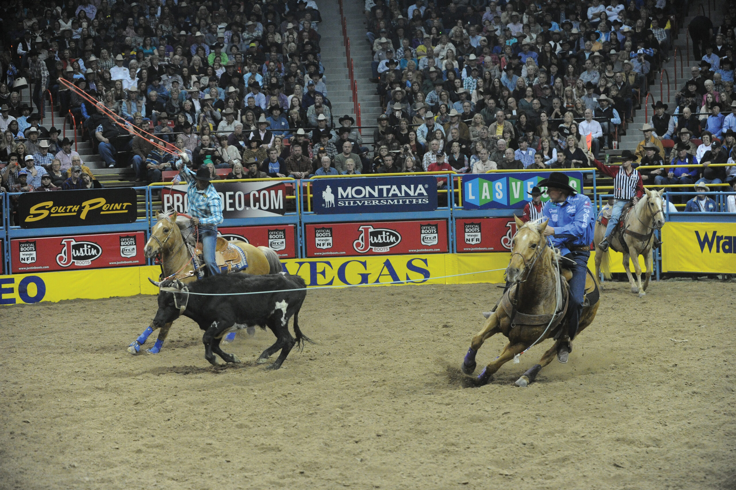 Team ropers on palomino horses catch a steer's head and heels in a packed indoor arena at a rodeo finals