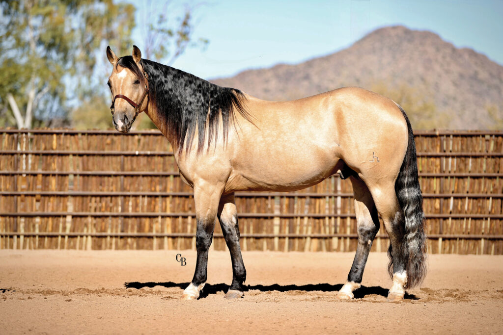 Buckskin quarter horse with black mane and tail standing square in arena pen during conformation evaluation