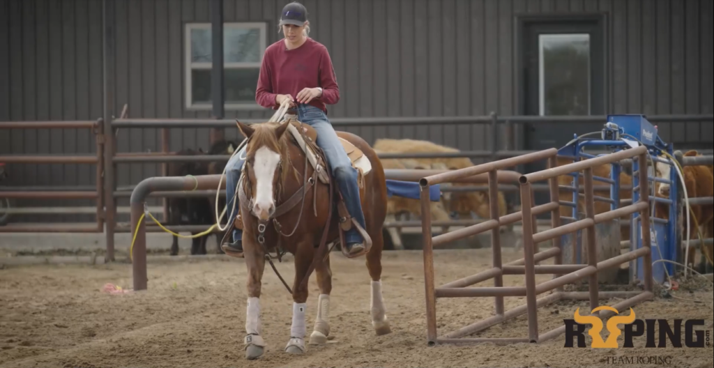 Rider in a maroon shirt and ball cap sits astride a sorrel horse with white leg wraps in a sandy arena beside roping chutes