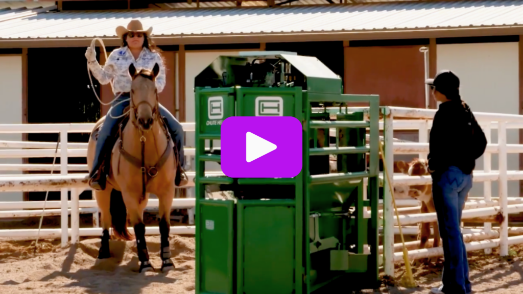 Danielle Lowman riding buckskin horse, backed into the box.