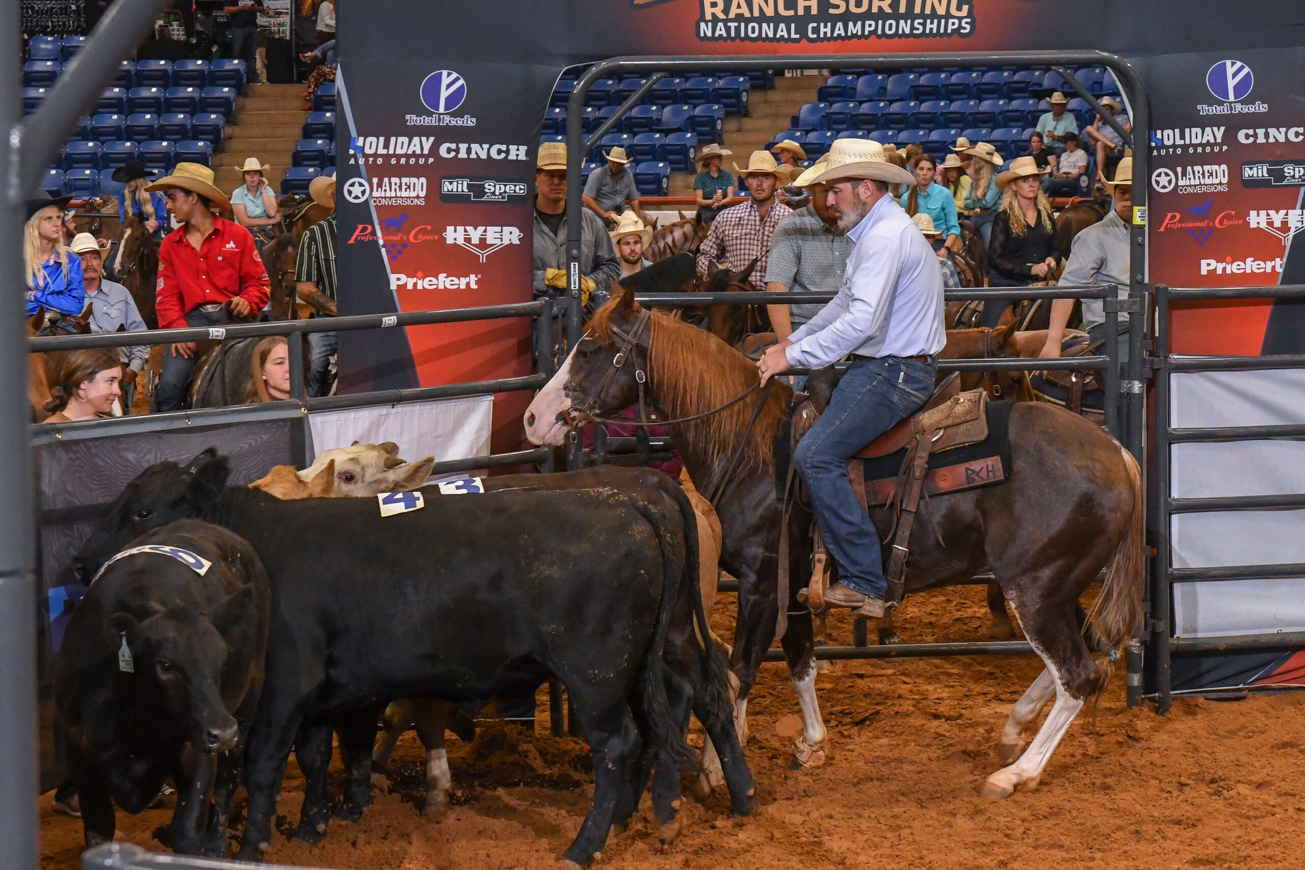 Cowboy on horseback sorting black cattle during Ranch Sorting National Championships competition