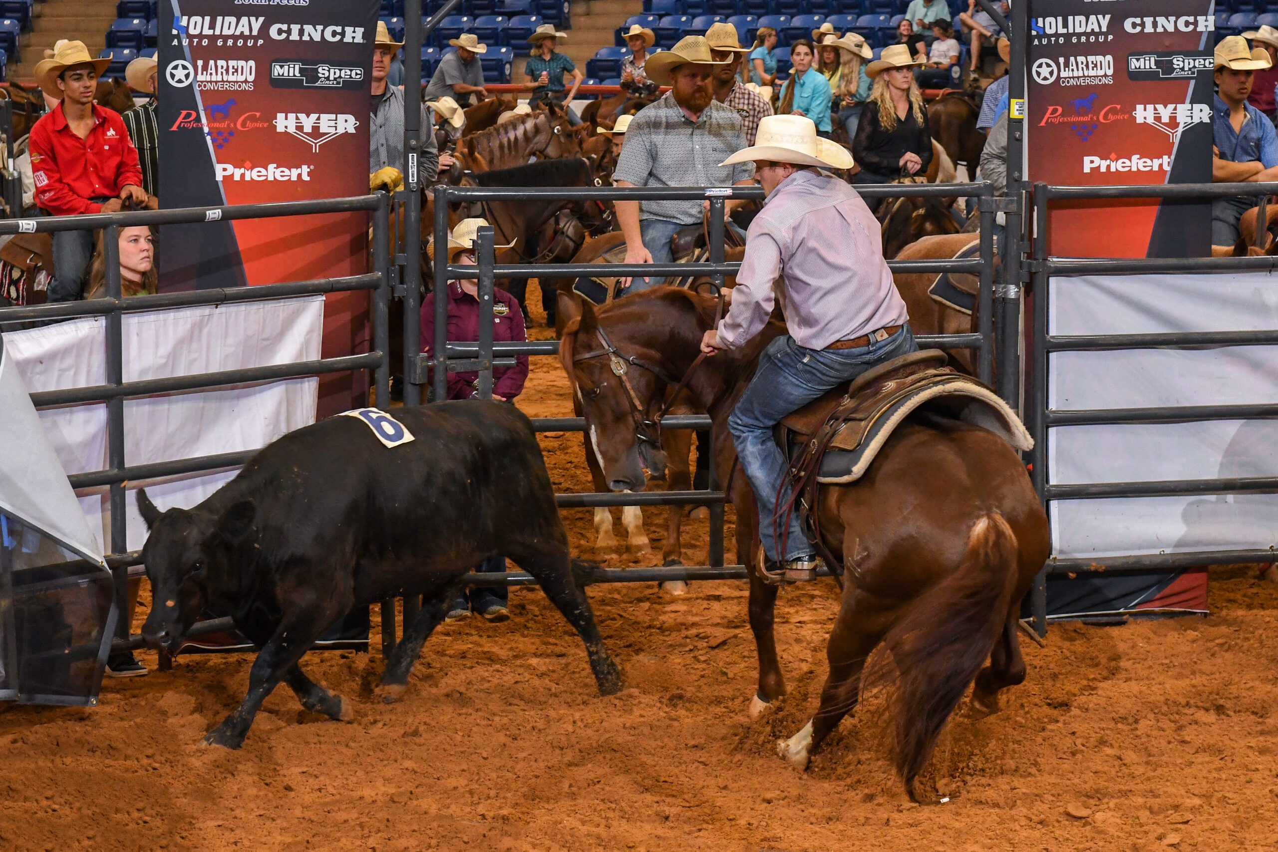 Cowboy on brown horse ropes black steer in rodeo arena during steer roping event