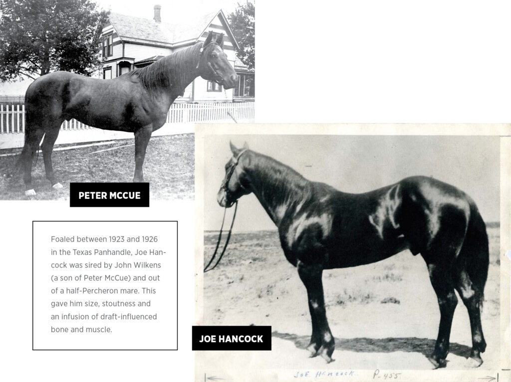 Built for the Job: The Blueprint of the Modern Western  Performance Horse