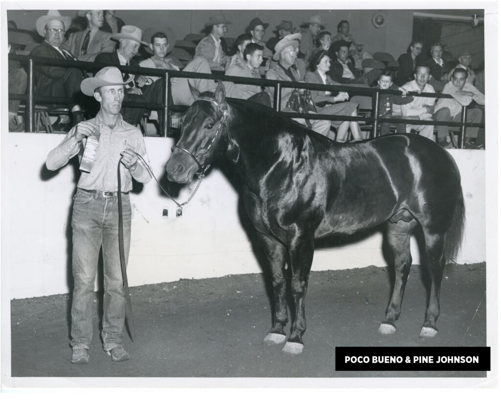 Built for the Job: The Blueprint of the Modern Western  Performance Horse