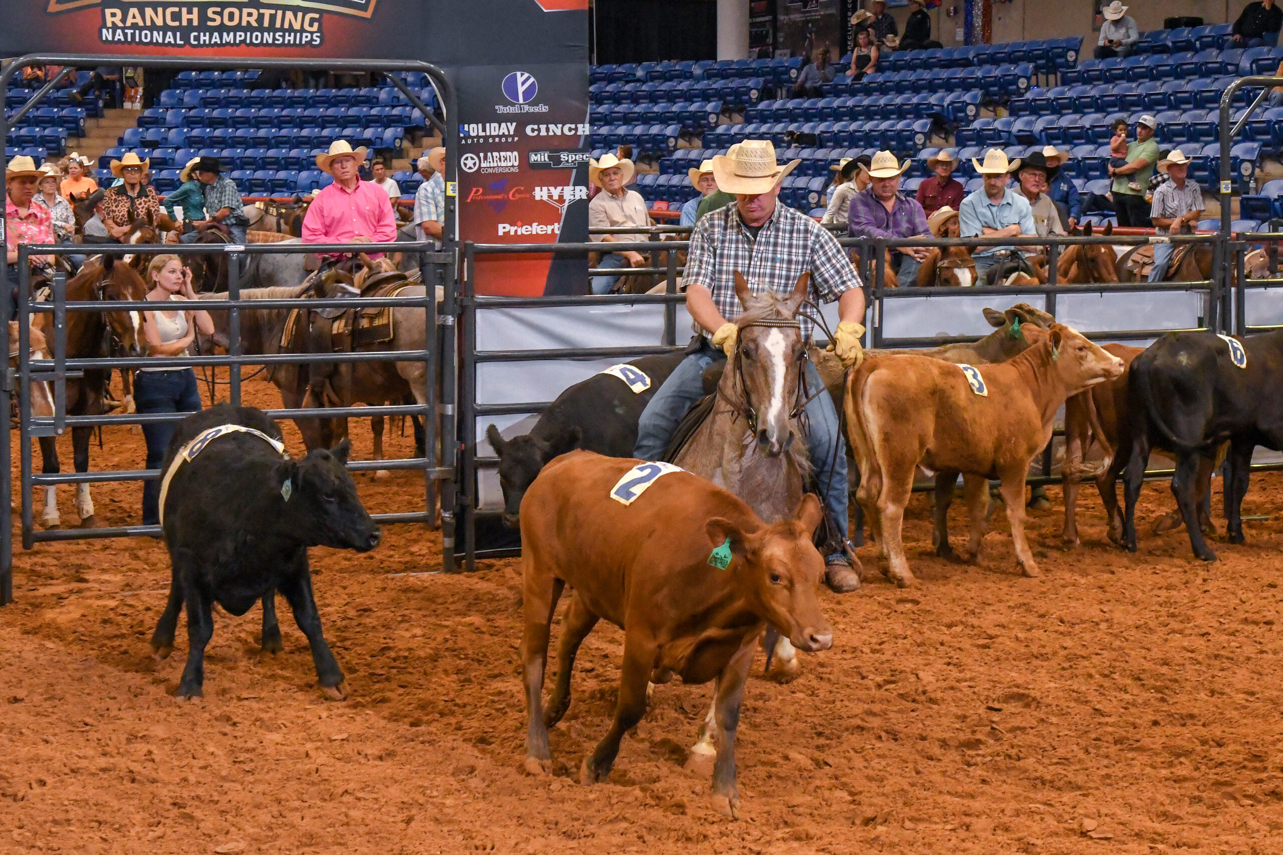 Cowboy on horseback sorts cattle during Ranch Sorting National Championships competition in indoor arena