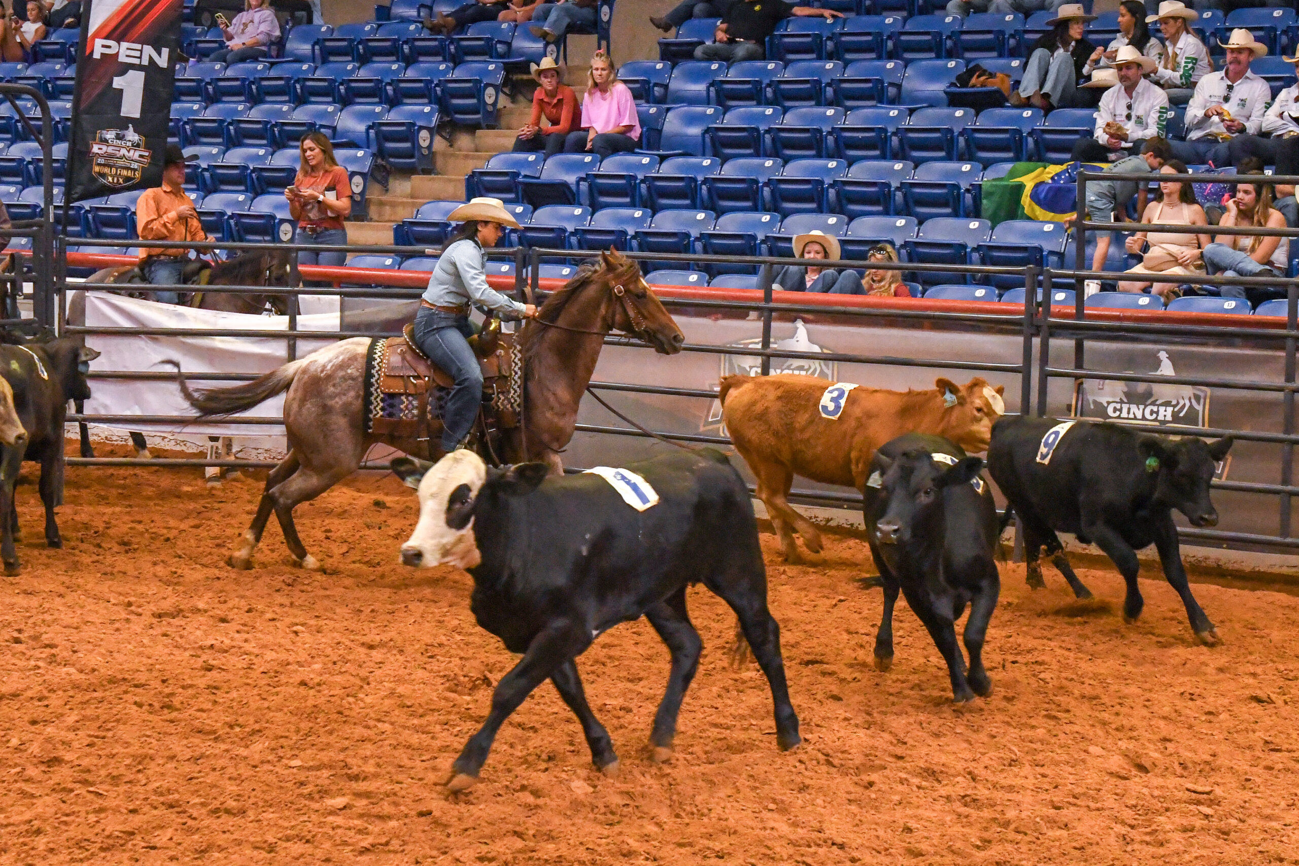 Cowgirl on horseback herds cattle during a rodeo event as spectators watch from blue stadium seats