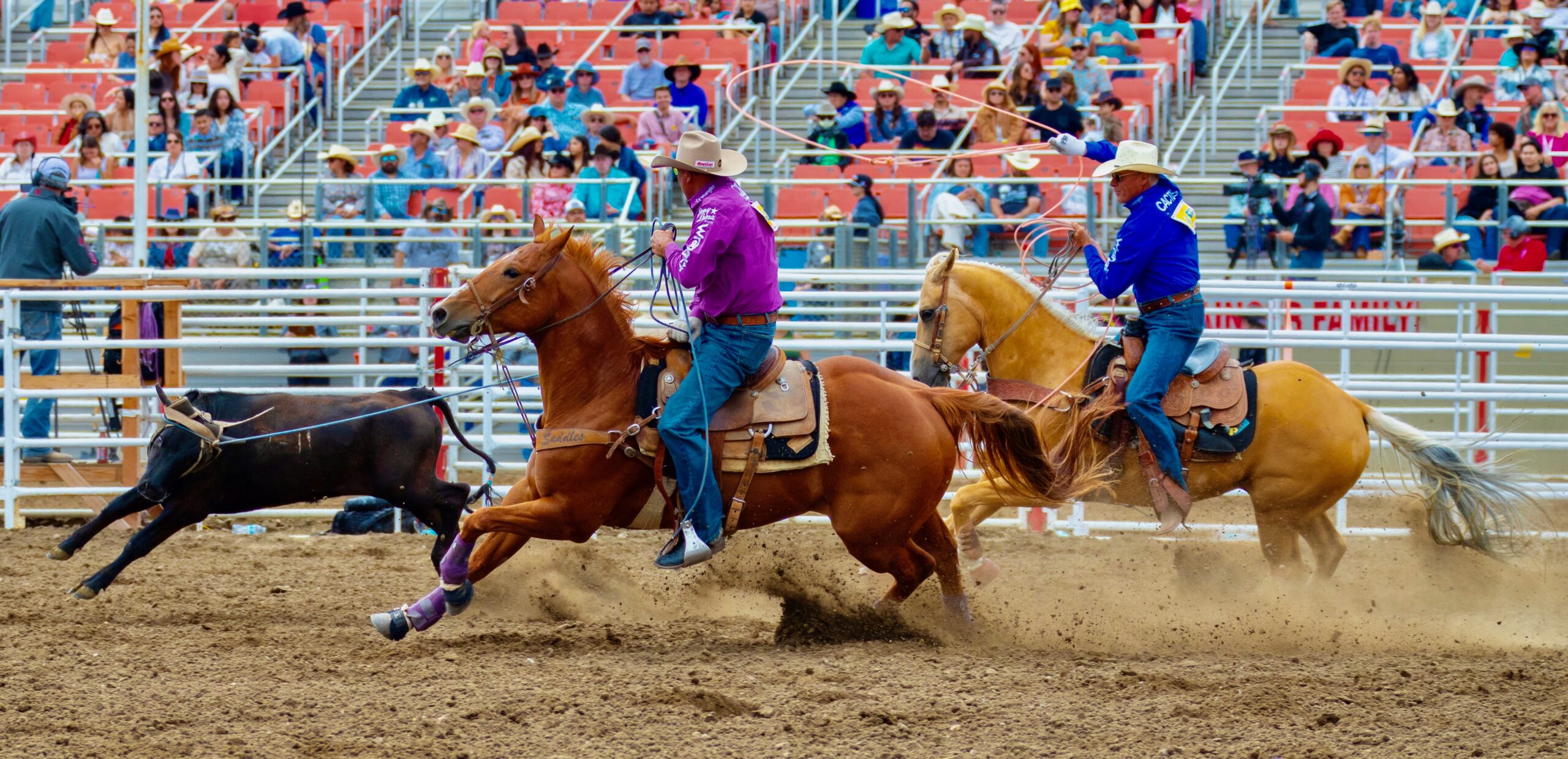 Steer roping competitor in purple shirt guides horse while roping steer in arena with spectators in grandstands behind metal fencing