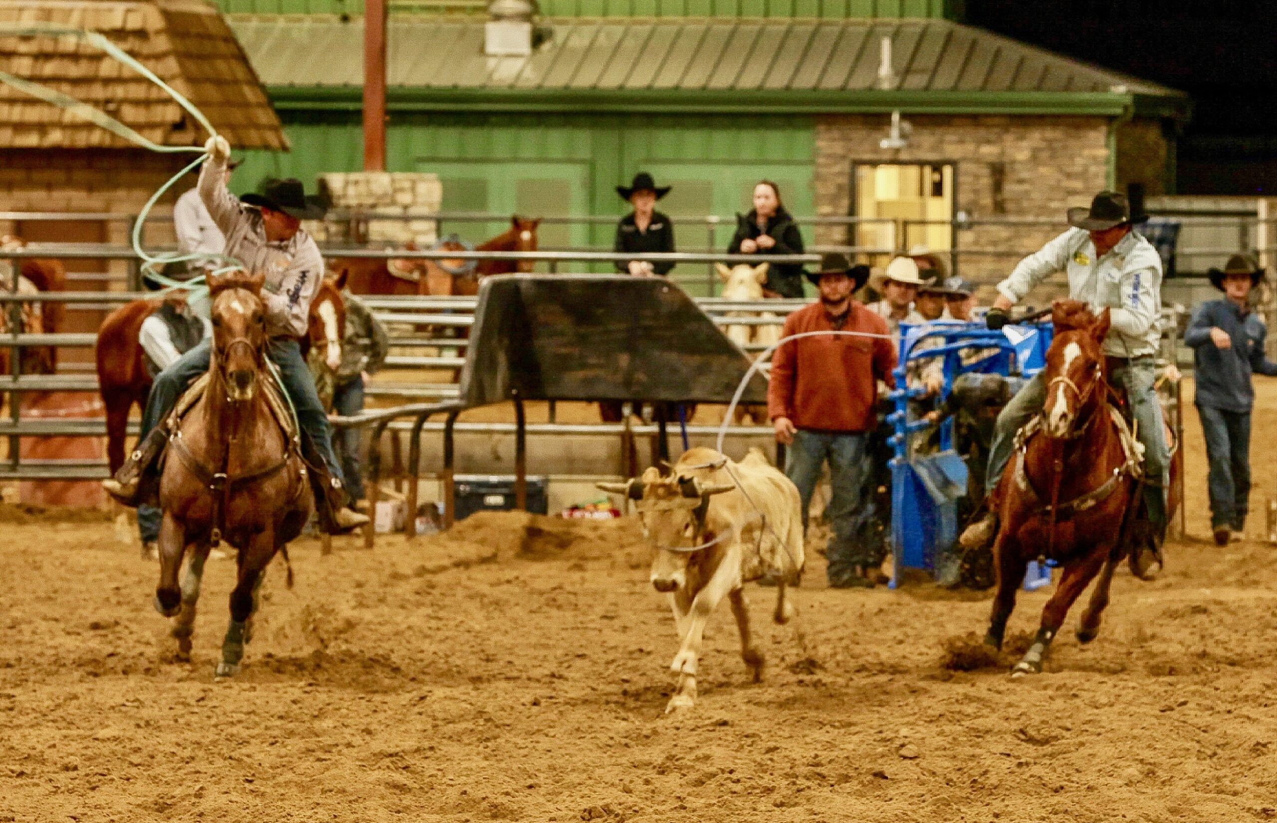 Two team ropers on galloping sorrel horses chase a steer across the arena as the header swings his loop overhead
