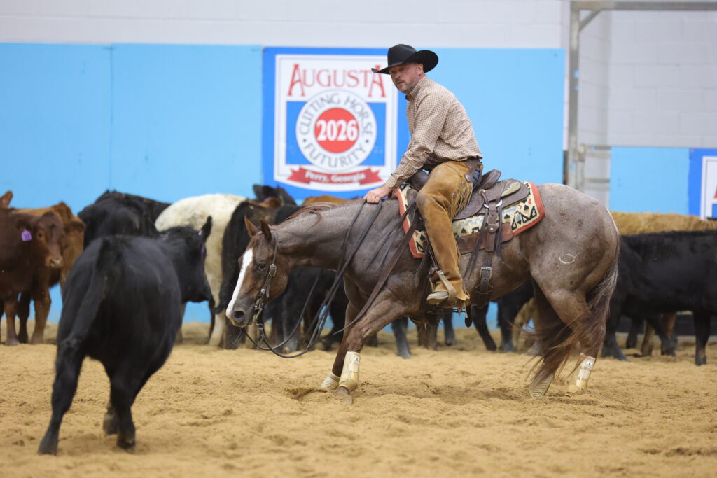 Cutting horse rider in black hat and chaps works a red roan holding cattle before an Augusta Cutting Horse Futurity sign