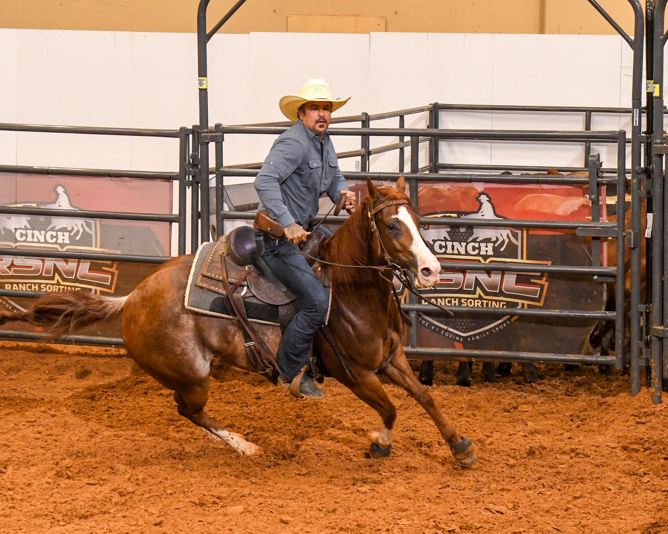 Cowboy on chestnut horse galloping past sorting pen gates during ranch sorting competition