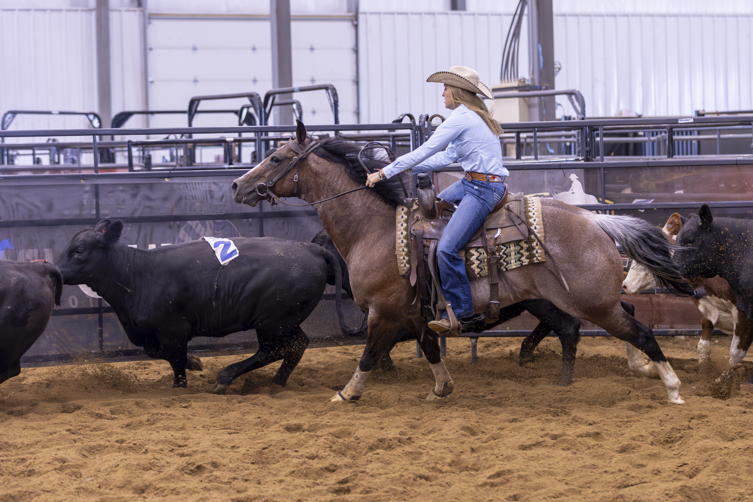 Cowboy on horseback working a steer during a rodeo event in an arena with metal fencing
