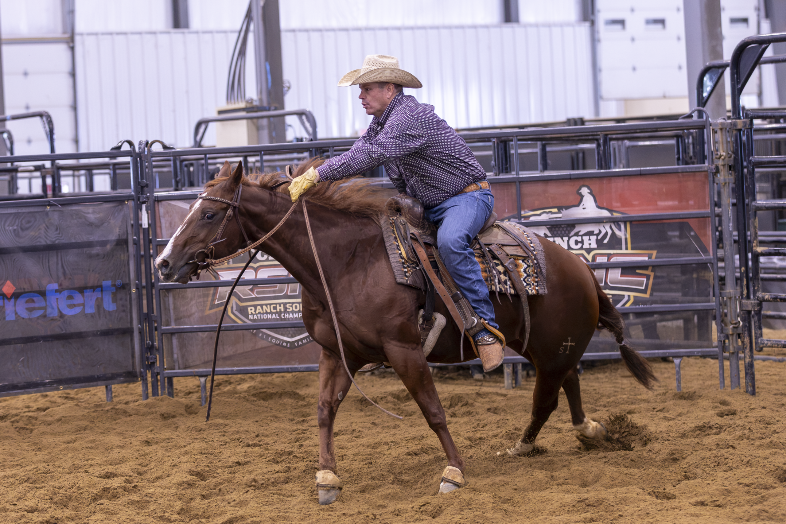 Cowboy in purple shirt and tan hat rides brown horse in arena during rodeo event