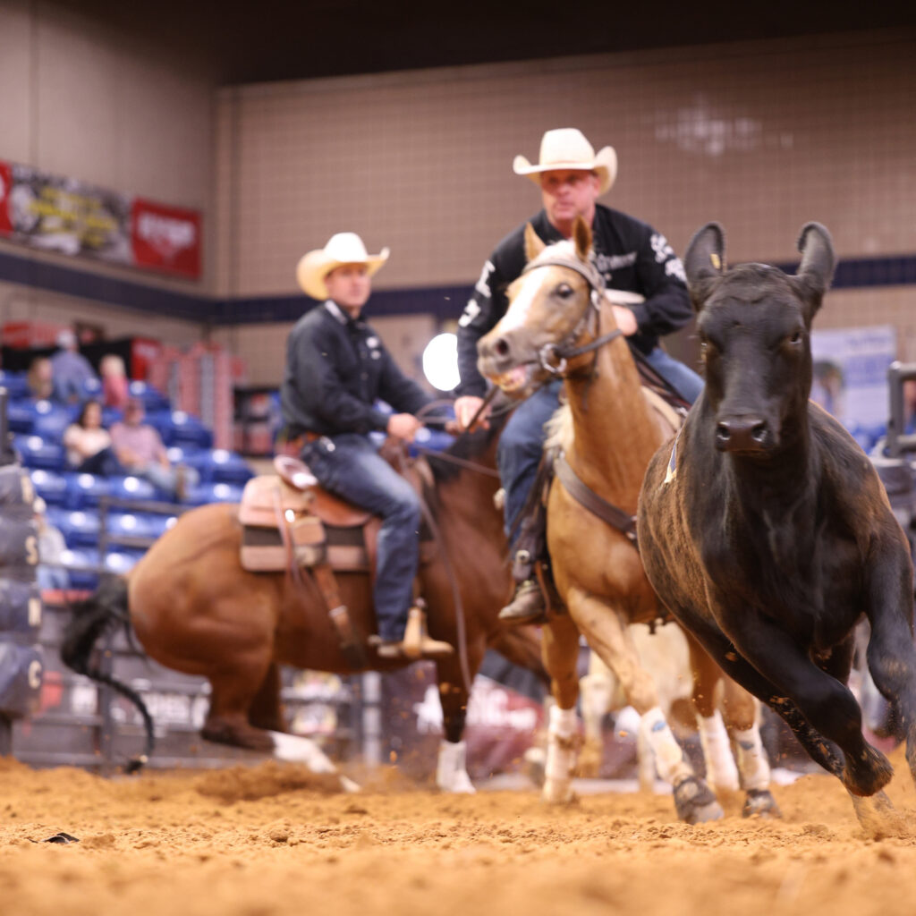 Black steer bolts across the arena dirt as a cowboy on a palomino and a second rider in cowboy hats give chase