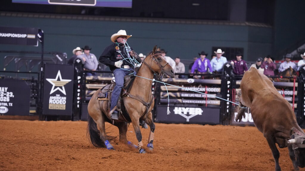 Cowboy on brown horse roping steer at rodeo arena during American Rodeo championship event